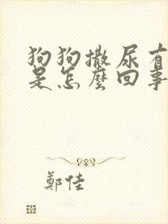 狗狗撒尿有点黄是怎么回事