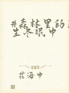 #森林里的熊先生冬眠中