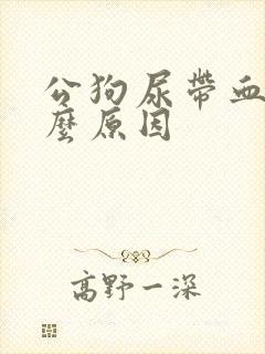 公狗尿带血是什么原因封面