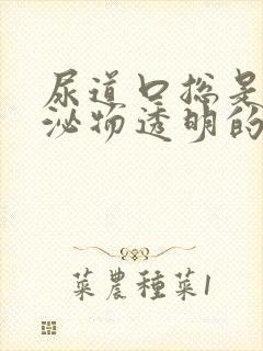 尿道口总是有分泌物透明的