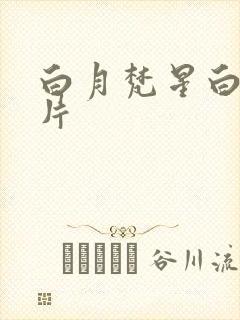 白月梵星白鹿图片