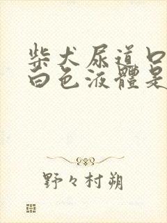 柴犬尿道口有乳白色液体是怎么回事
