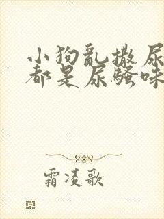 小狗乱撒尿房里都是尿骚味怎么办