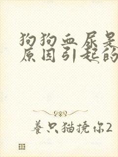 狗狗血尿是什么原因引起的