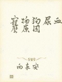 宠物狗尿血是什么原因封面