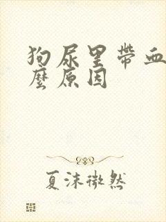 狗尿里带血是什么原因封面