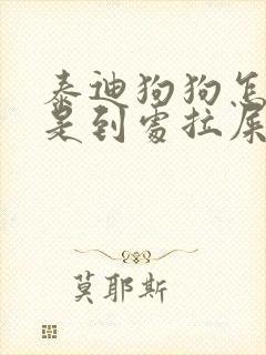 泰迪狗狗怎么总是到处拉屎拉尿