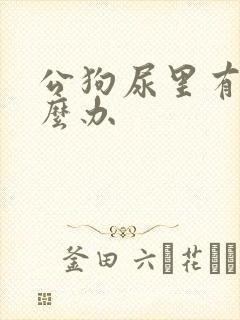 公狗尿里有血怎么办