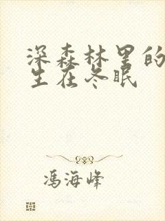 深森林里的熊先生在冬眠