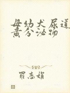 母幼犬尿道口有黄分泌物