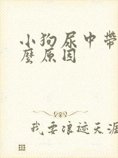 小狗尿中带血什么原因