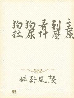 狗狗看到主人就拉尿什么原因封面