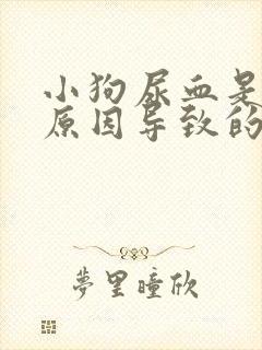 小狗尿血是什么原因导致的