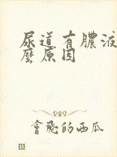 尿道有脓液是什么原因