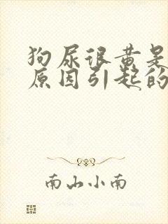 狗尿很黄是什么原因引起的封面