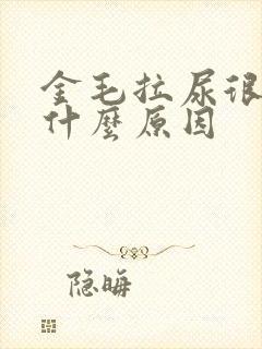 金毛拉尿很黄是什么原因