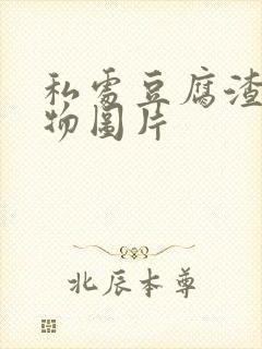 私处豆腐渣分泌物图片