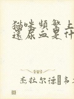 猫咪频繁上厕所还尿血是什么原因