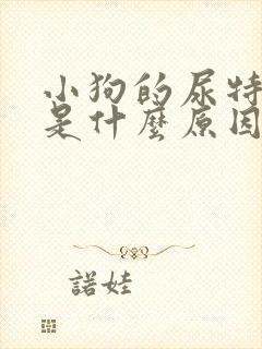 小狗的尿特别黄是什么原因