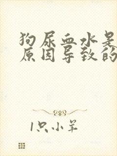 狗尿血水是什么原因导致的