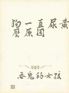 狗一直尿黄尿什么原因