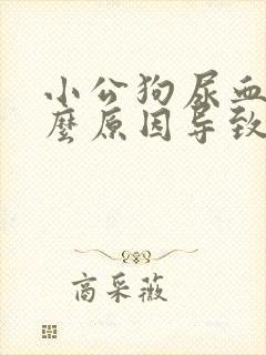 小公狗尿血是什么原因导致的