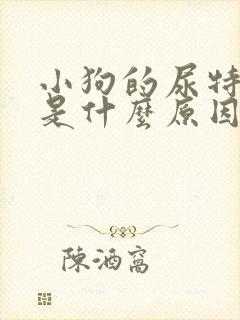 小狗的尿特别黄是什么原因