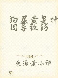 狗尿黄是什么原因导致的