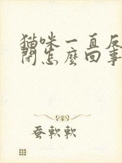 猫咪一直反复尿闭怎么回事