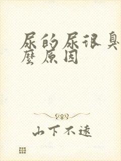 尿的尿很臭是什么原因