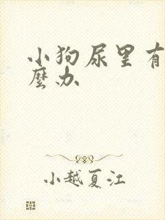 小狗尿里有血怎么办