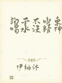 狗子不吃东西只喝水没精神