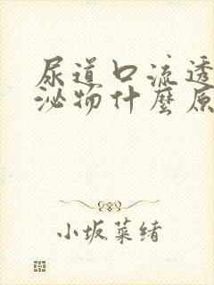 尿道口流透明分泌物什么原因封面