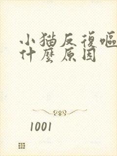 小猫反复呕吐是什么原因封面