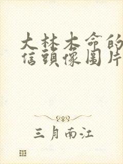 大林木命的人微信头像图片封面