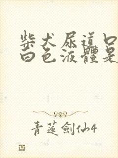 柴犬尿道口有乳白色液体是怎么回事