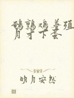 鹌鹑鸡养殖几个月才下蛋