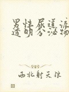 男性尿道流出来透明分泌物怎么回事