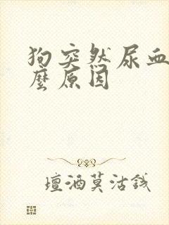 狗突然尿血是什么原因