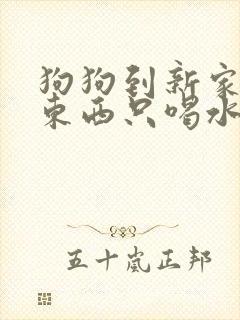 狗狗到新家不吃东西只喝水还呕吐