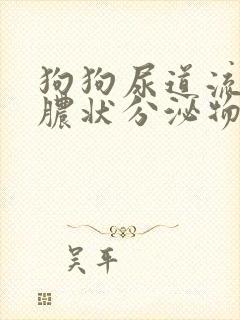 狗狗尿道流出黄脓状分泌物