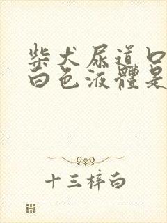 柴犬尿道口有乳白色液体是怎么回事