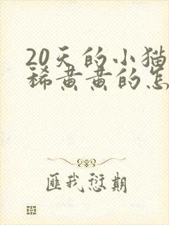 20天的小猫拉稀黄黄的怎么办