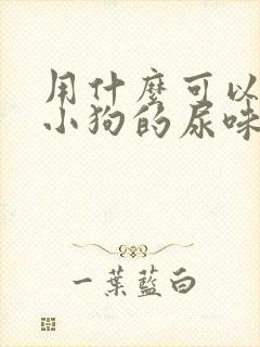 用什么可以去除小狗的尿味