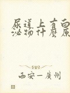 尿道上有白色分泌物什么原因封面