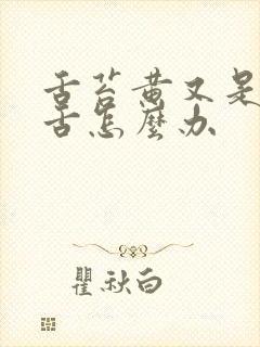 舌苔黄又是齿痕舌怎么办