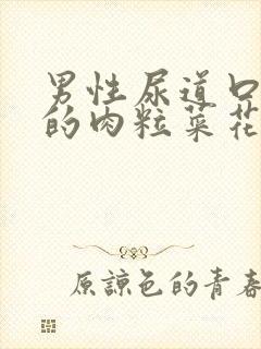 男性尿道口长长的肉粒菜花状封面