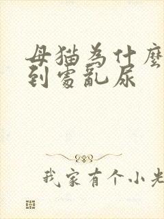 母猫为什么突然到处乱尿封面