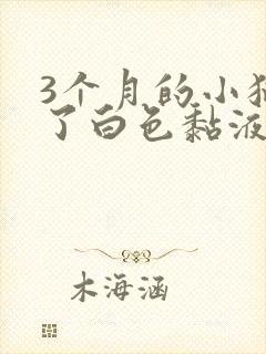 3个月的小猫吐了白色黏液或泡沫