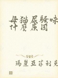 母猫尿骚味大是什么原因封面